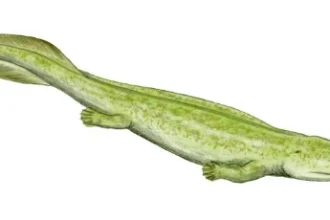 lizard breath 5678